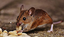 24 Hour & Emergency Exterminators in Freehold, NJ